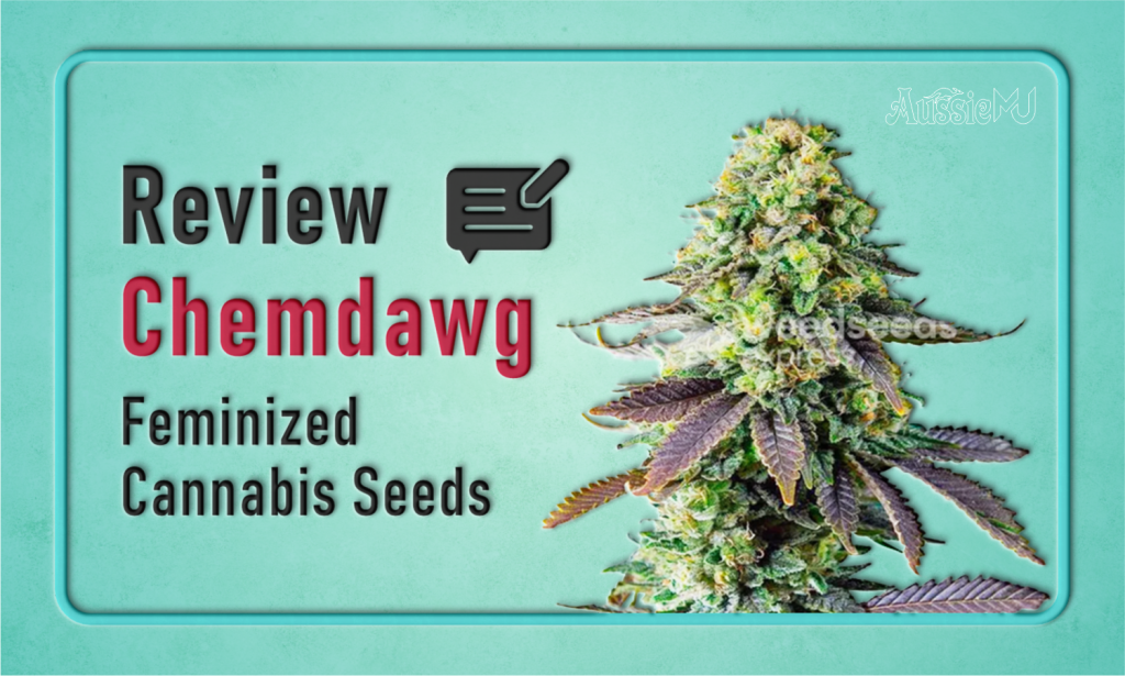Chemdawg Feminized Cannabis Seeds