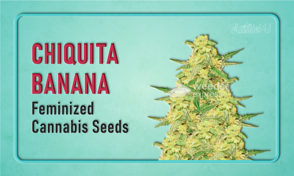 Chiquita Banana Feminized cannabis seeds