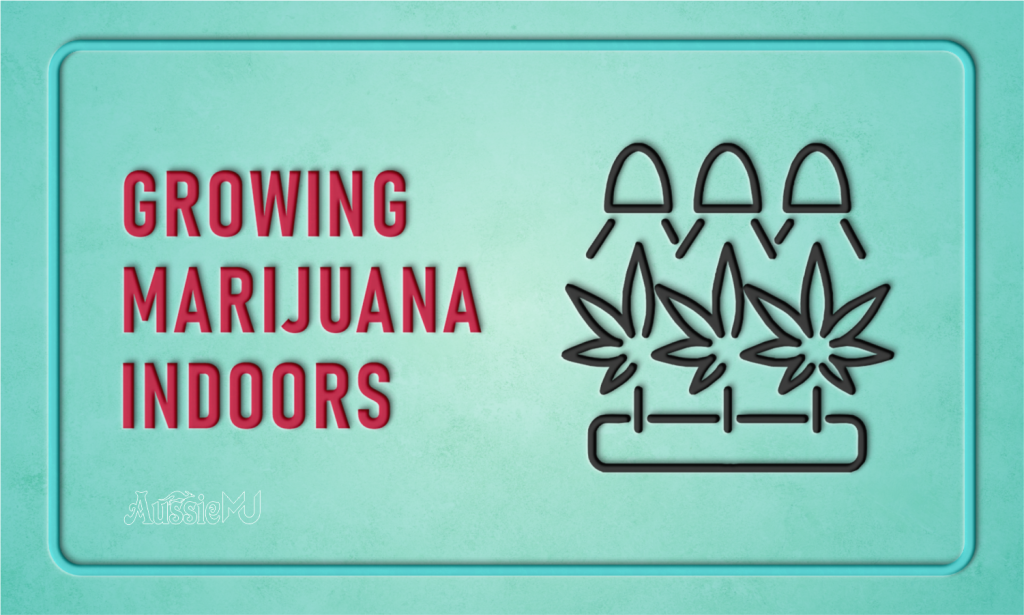 Marijuana Indoors growing guides