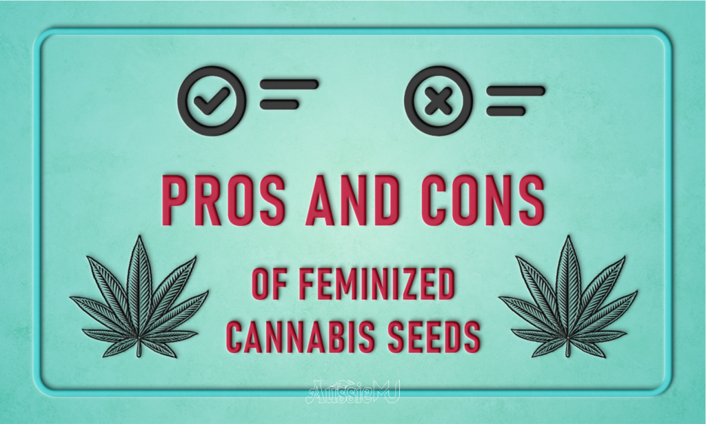 feminized cannabis seeds pros and cons