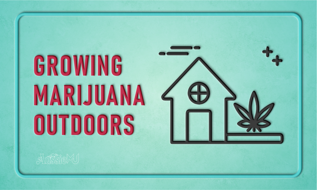 marijuana outdoors grow guides