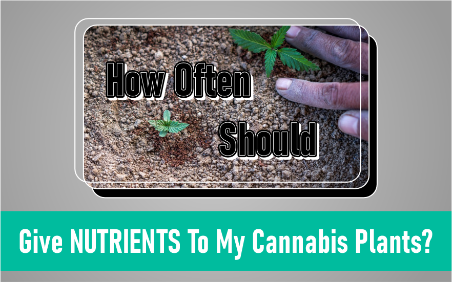 Nutrients To My Cannabis Plants