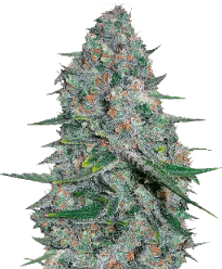 HerbiesAfghani1Feminized