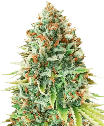 HerbiesBlueberrySeeds