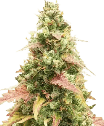 HerbiesGorillaGlueAutoSeeds
