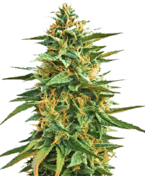 HerbiesMalawiSeeds