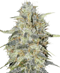 HerbiesNorthernLightsAutoflowerSeeds