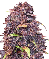 HerbiesPurpleLemonadeAutoSeeds