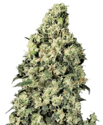HerbiesSkunk1Seeds
