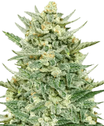 HerbiesStrawberryBananaAutoSeeds