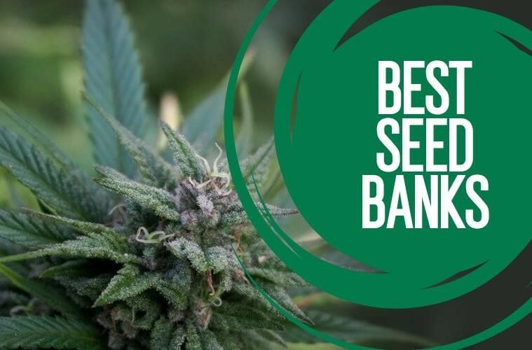best-seed-banks-australia best seeds bank australia